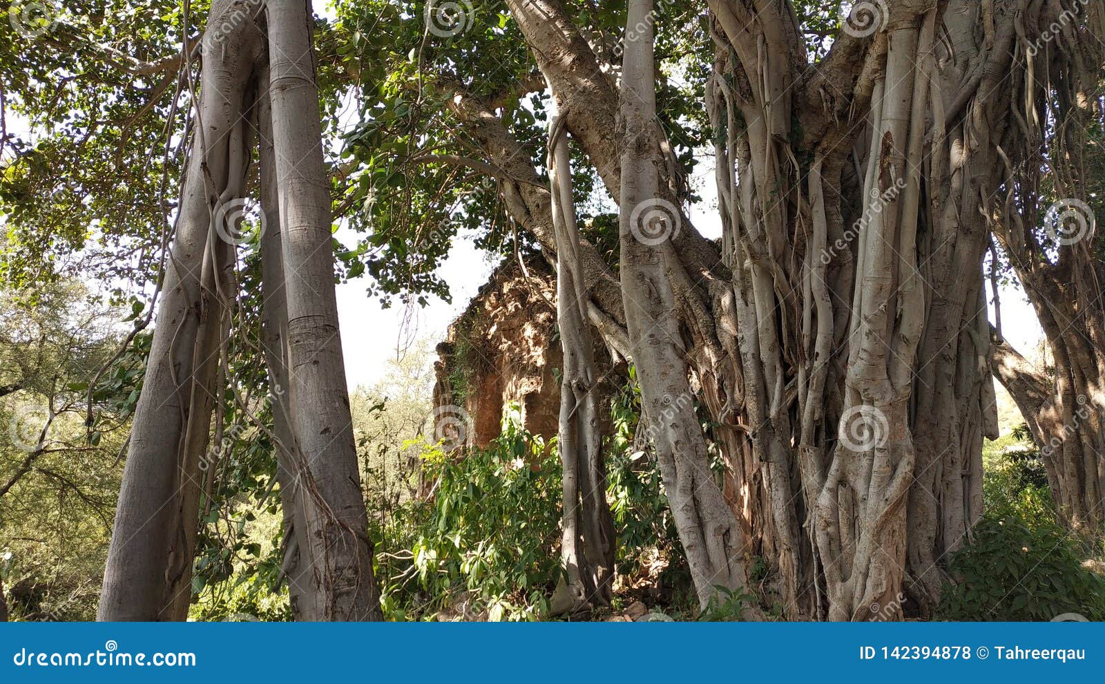 a big banyan tree trunk with an old building